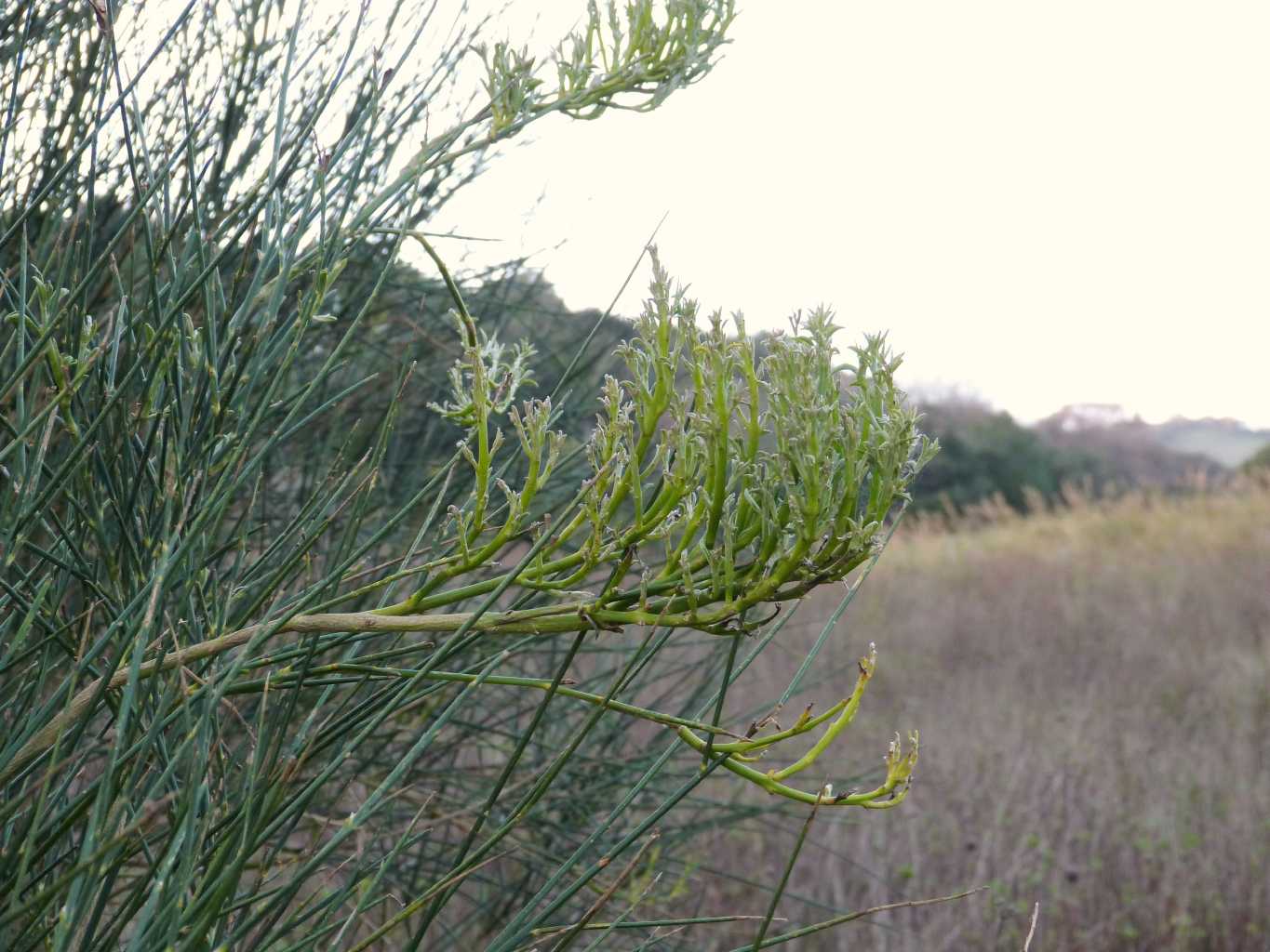 Ginestre con malformazioni